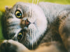 An Ultimate Guide To Pet Care: Important Aspects Of Feline Well-Being