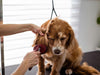 What is Pet Grooming? Why is important?