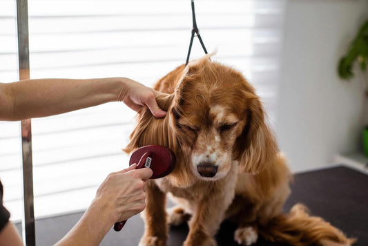 What is Pet Grooming? Why is important?
