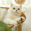 BreezyHaven - Elevating Cat Hammock