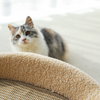 PawPalaceLounge - Cat Scratching Board Sofa Lounger